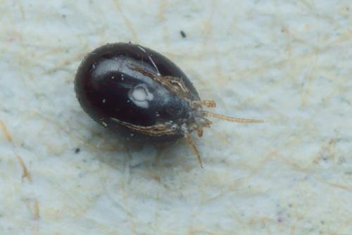 Ornithonyssus sp.